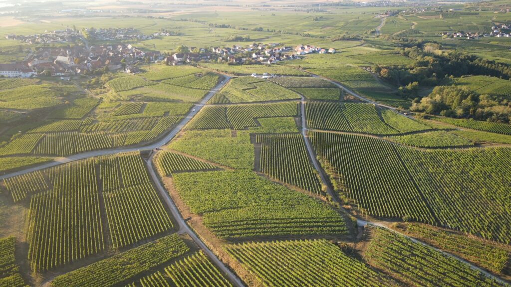 vol en drone au-dessus des vignes d'alsace